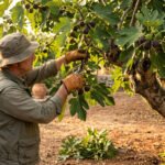 taille figuier adulte par un jardinier