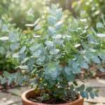 A potted Eucalyptus gunnii plant with vibrant silvery-blue, round leaves glistening under natural sunlight in a blurred garden.