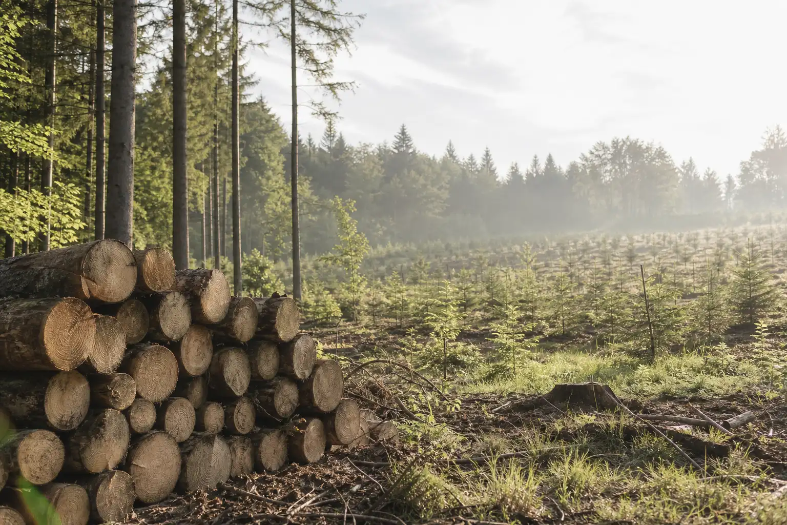 Avantages et limites de la biomasse Forêt illustrant les avantages et limites de la biomasse comme énergie