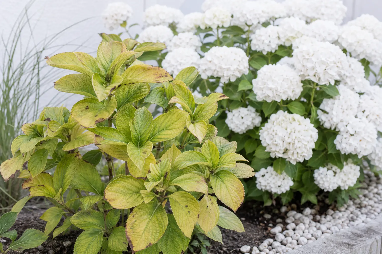 Hortensia sans fleurs, causes du manque de floraison des hortensias